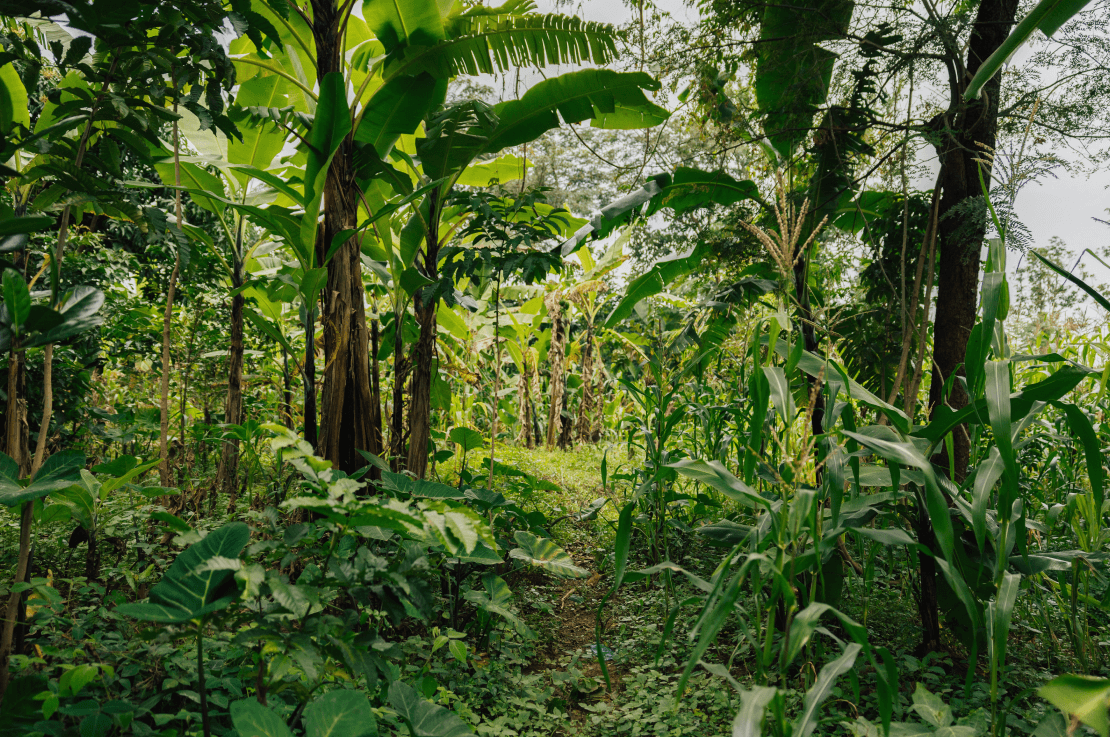 Plant & Protect