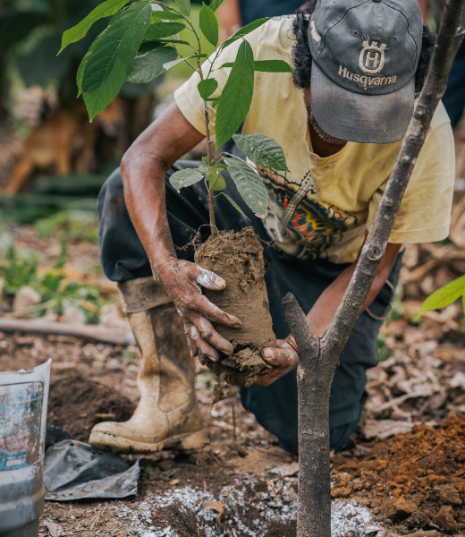 Plant Trees